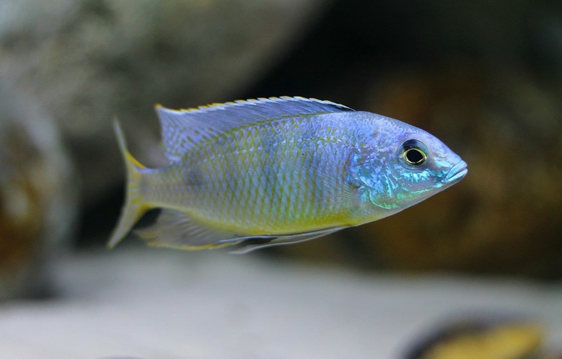 Mylochromis ericotaenia 'Manda'
